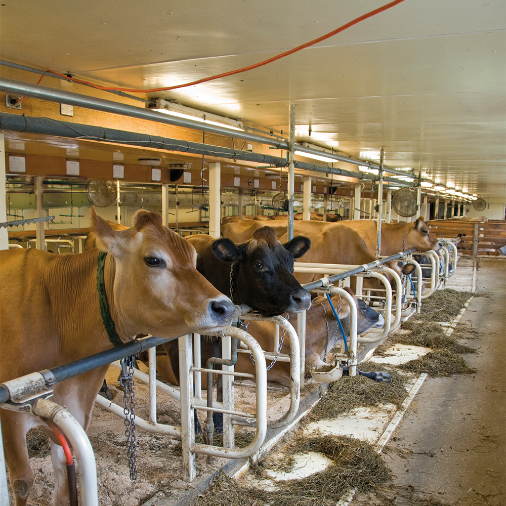 PGC1200301_576031_T8_LED-Wannenleuchte_(A6)